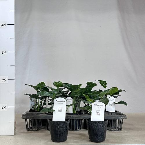 観葉植物 フィロデンドロン ゴエルディ 2.5号ポット(個体おまかせ1鉢