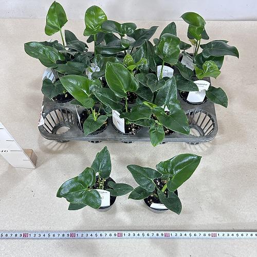 観葉植物 フィロデンドロン ゴエルディ 2.5号ポット(個体おまかせ1鉢