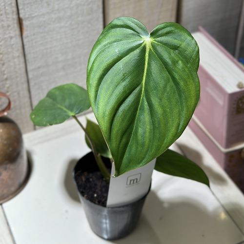 観葉植物 フィロデンドロン マクドウェル 2.5号ポット(個体おまかせ1鉢