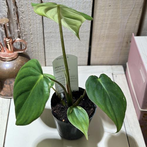 観葉植物 フィロデンドロン マクドウェル 2.5号ポット(個体おまかせ1鉢