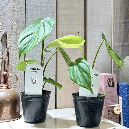 観葉植物 フィロデンドロン マクドウェル 観葉植物 フィロデンドロン マクドウェル 2.5号ポット(個体おまかせ1鉢