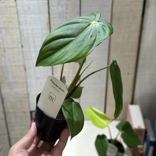 観葉植物 フィロデンドロン マクドウェル 2.5号ポット(個体おまかせ1鉢