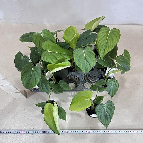観葉植物 フィロデンドロン マクドウェル 観葉植物 フィロデンドロン マクドウェル 2.5号ポット(個体おまかせ1鉢