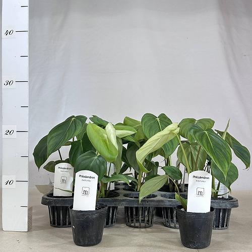 観葉植物 フィロデンドロン マクドウェル 観葉植物 フィロデンドロン マクドウェル 2.5号ポット(個体おまかせ1鉢