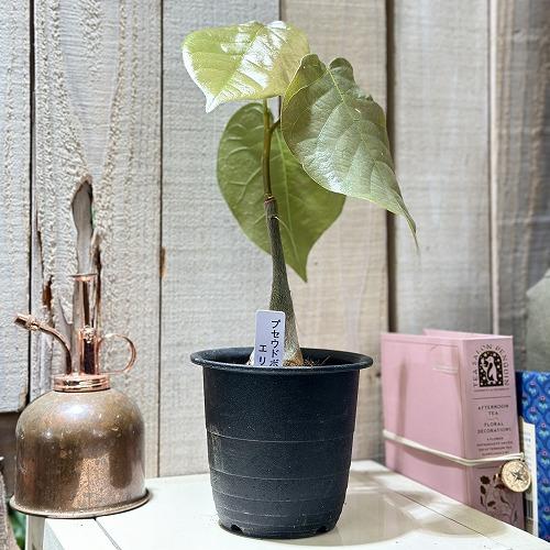 葉傷みあり】プセウドボンバックス 3号鉢(個体おまかせ1鉢) 塊根植物