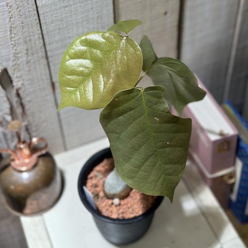 葉傷みあり】プセウドボンバックス 3号鉢(個体おまかせ1鉢) 塊根植物