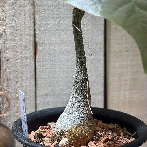 葉傷みあり】プセウドボンバックス 3号鉢(個体おまかせ1鉢) 塊根植物