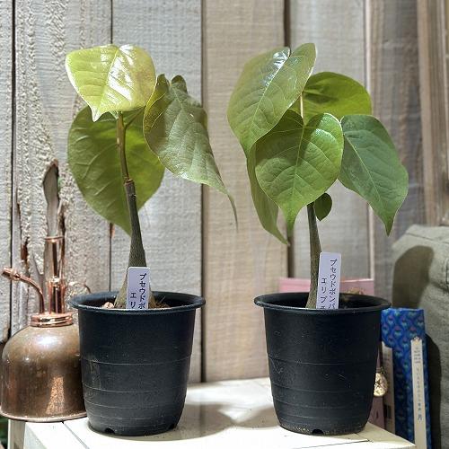 葉傷みあり】プセウドボンバックス 3号鉢(個体おまかせ1鉢) 塊根植物