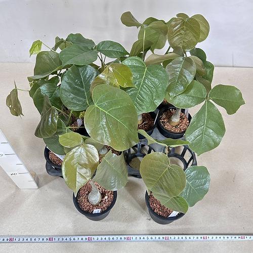 葉傷みあり】プセウドボンバックス 3号鉢(個体おまかせ1鉢) 塊根植物