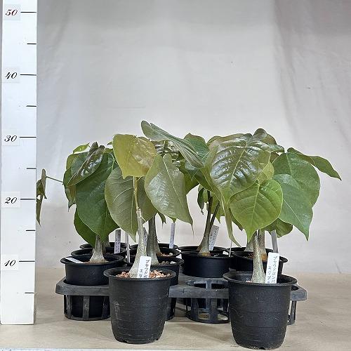 葉傷みあり】プセウドボンバックス 3号鉢(個体おまかせ1鉢) 塊根植物