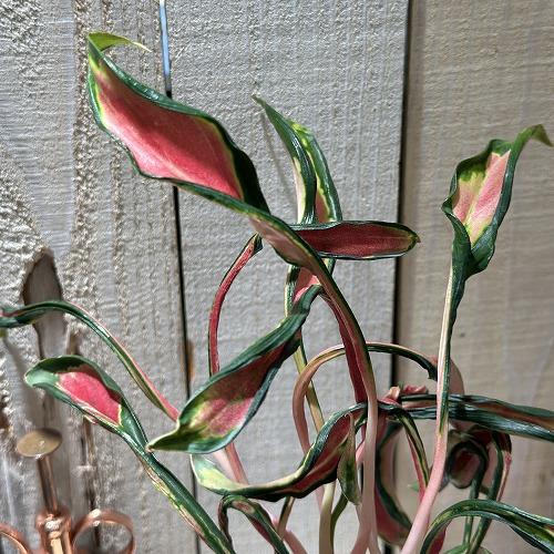 激レア アグラオネマ メデューサ 3.5号ポット 個体B(現品) 希少種