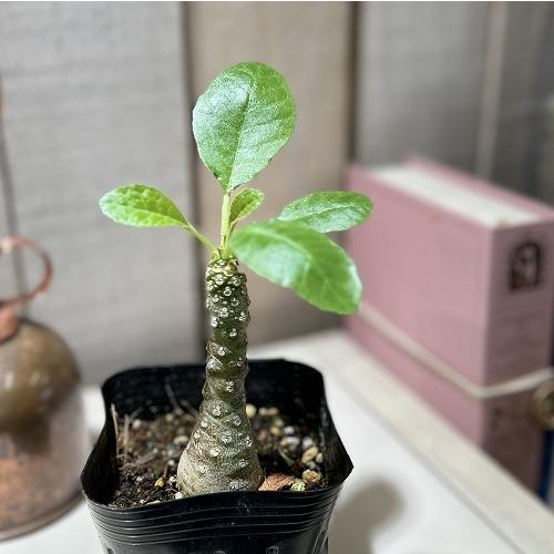 塊根植物 ドルステニア sp. 2.5号ポット(個体おまかせ1鉢) インテリア