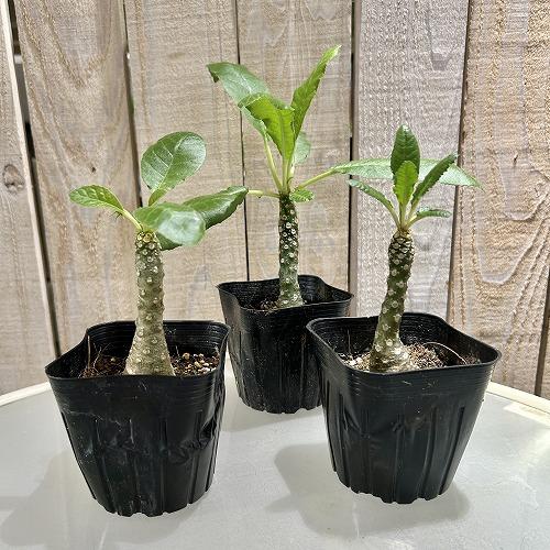 塊根植物 ドルステニア sp. 2.5号ポット(個体おまかせ1鉢) インテリア