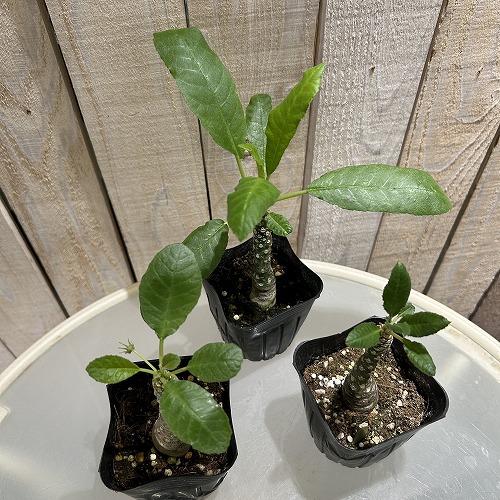 塊根植物 ドルステニア sp. 2.5号ポット(個体おまかせ1鉢) インテリア