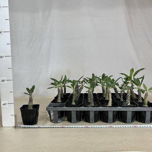 塊根植物 ドルステニア sp. 2.5号ポット(個体おまかせ1鉢) インテリア