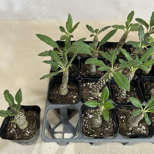 塊根植物 ドルステニア sp. 2.5号ポット(個体おまかせ1鉢) インテリア