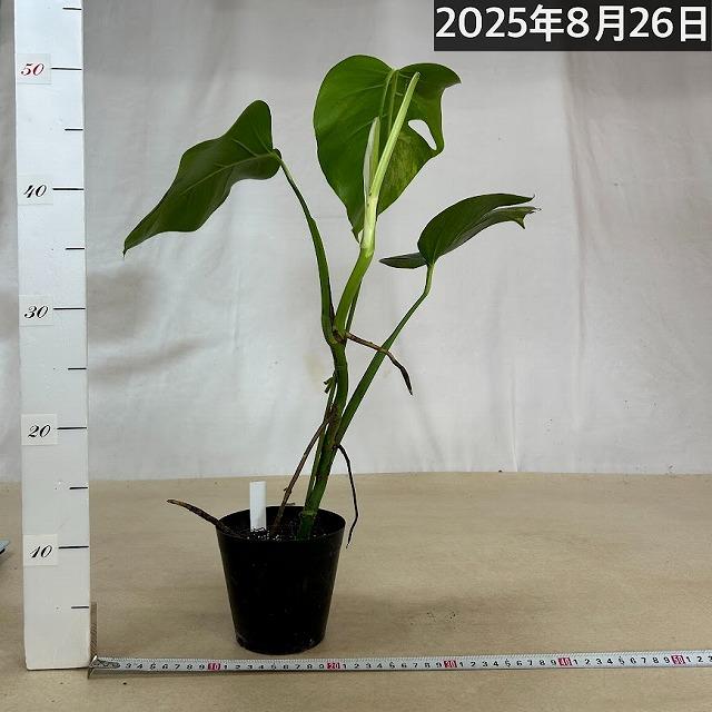 モンステラ　斑入り　ボルシギアナ 斑入りモンステラ ボルシギアナ オーレア(黄斑) 4号硬質黒ポット※葉