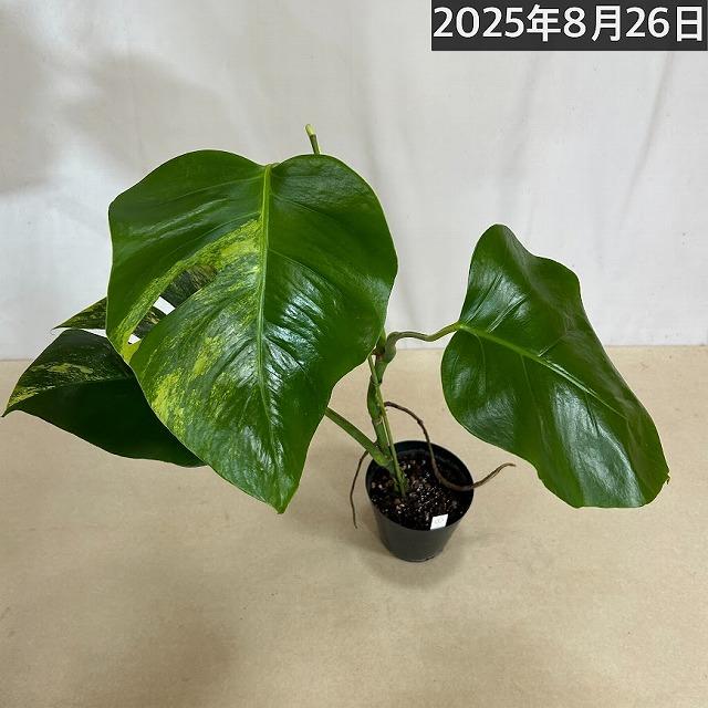 【極美斑・一点もの】モンステラ ボルシギアナ オーレア 黄斑｜希少｜観葉植物 斑入りモンステラ ボルシギアナ オーレア(黄斑) 4号硬質黒ポット※葉
