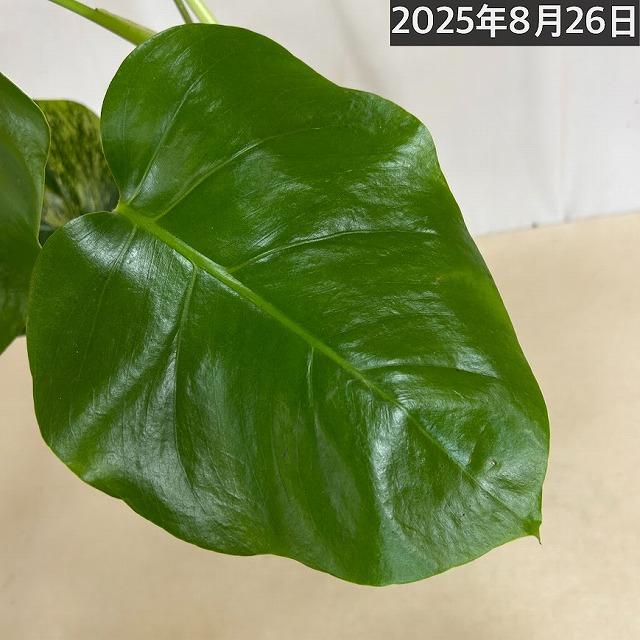斑入りモンステラ ボルシギアナ オーレア(黄斑) 4号硬質黒ポット※葉