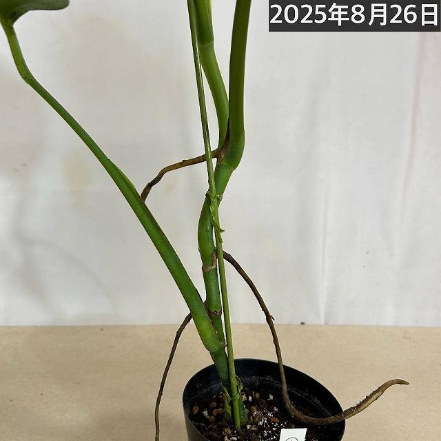 斑入りモンステラ ボルシギアナ オーレア(黄斑) 4号硬質黒ポット※葉