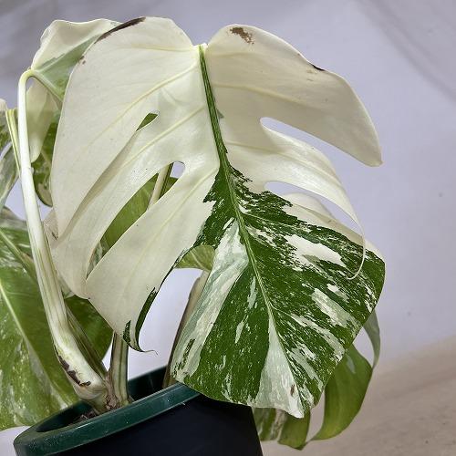 観葉植物 葉傷みあり 斑入りモンステラ ホワイトタイガー(白斑) 5号