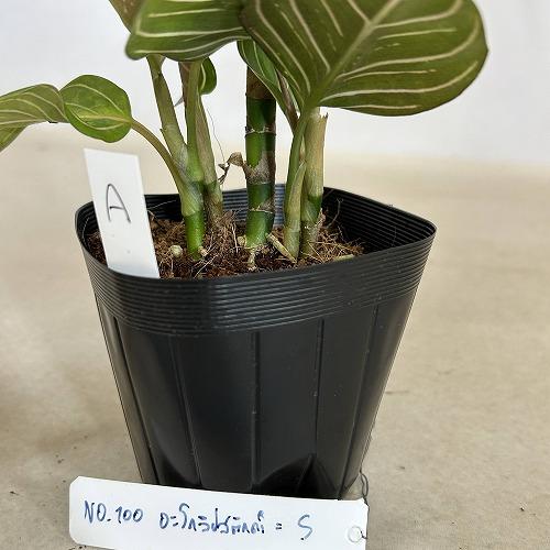 希少　アグラオネマ リップスティック　宝塚、伊丹ならどこでもいけます 観葉植物 アグラオネマ ブラックリップスティック 3.5号ポット 個体A