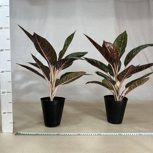 ***様 リンゼアナセット❤️ 4センチポット Amazon｜多肉植物 hxエケベリア アルビカンス×リンゼアナ 多肉植物