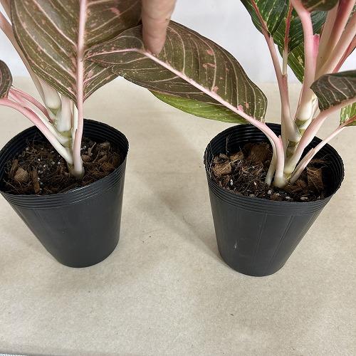 ***様 リンゼアナセット❤️ 4センチポット Amazon｜多肉植物 hxエケベリア アルビカンス×リンゼアナ 多肉植物