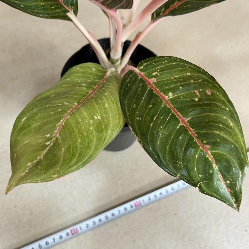 観葉植物 アグラオネマ ダイアナ 4.5号ポット(個体おまかせ1鉢