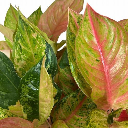観葉植物 アグラオネマ LOD(ライトオブダイヤモンド) 4.5号ポット(個体