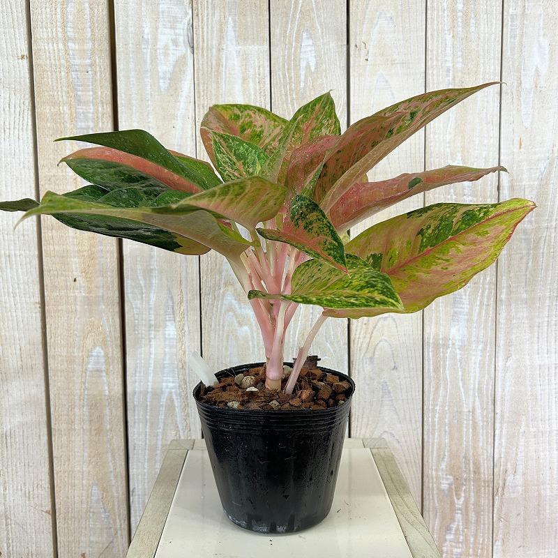観葉植物 アグラオネマ LOD(ライトオブダイヤモンド) 4.5号ポット(個体