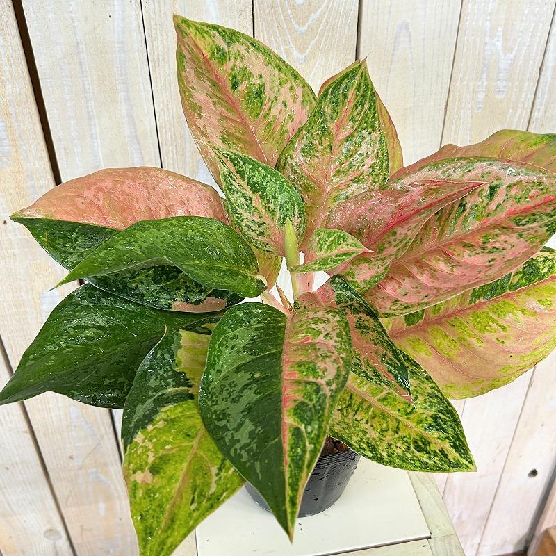 観葉植物 アグラオネマ LOD(ライトオブダイヤモンド) 4.5号ポット(個体