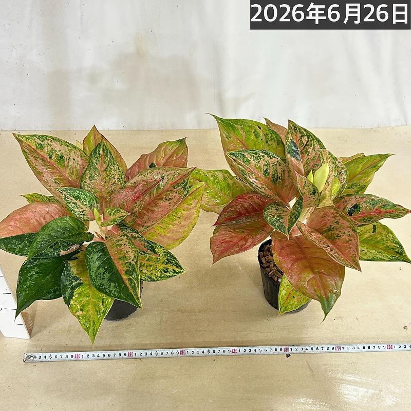 観葉植物 アグラオネマ LOD(ライトオブダイヤモンド) 4.5号ポット(個体