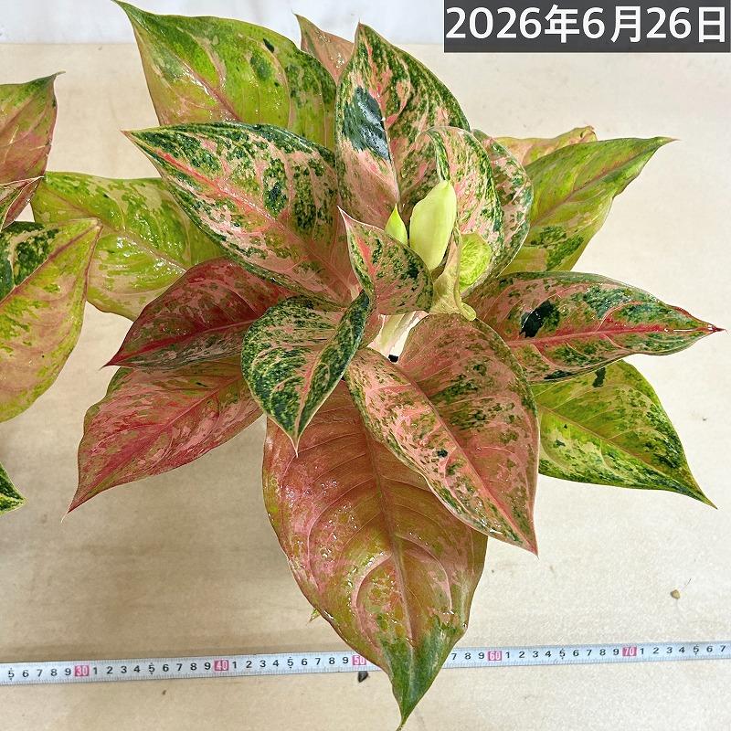 観葉植物 アグラオネマ LOD(ライトオブダイヤモンド) 4.5号ポット(個体