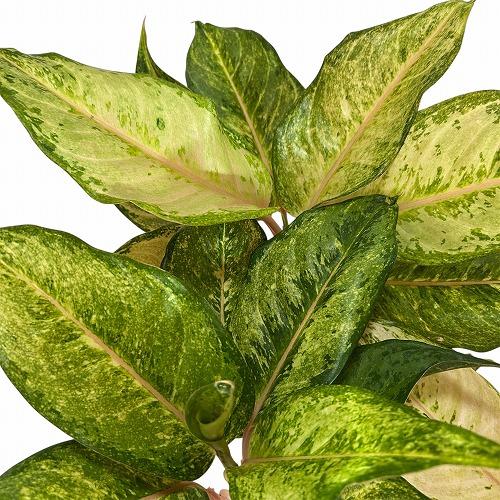 観葉植物 アグラオネマ フローズン 4.5号ポット(個体おまかせ1鉢