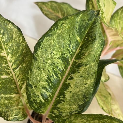 観葉植物 アグラオネマ フローズン 4.5号ポット(個体おまかせ1鉢