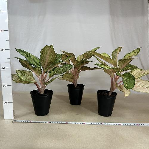 観葉植物 アグラオネマ フローズン 4.5号ポット(個体おまかせ1鉢