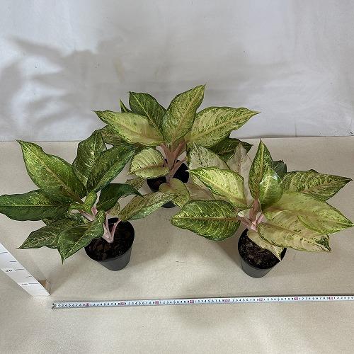 観葉植物 アグラオネマ フローズン 4.5号ポット(個体おまかせ1鉢