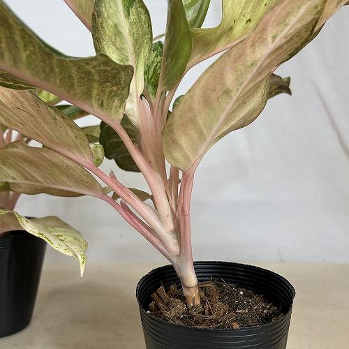 観葉植物 アグラオネマ フローズン 4.5号ポット(個体おまかせ1鉢