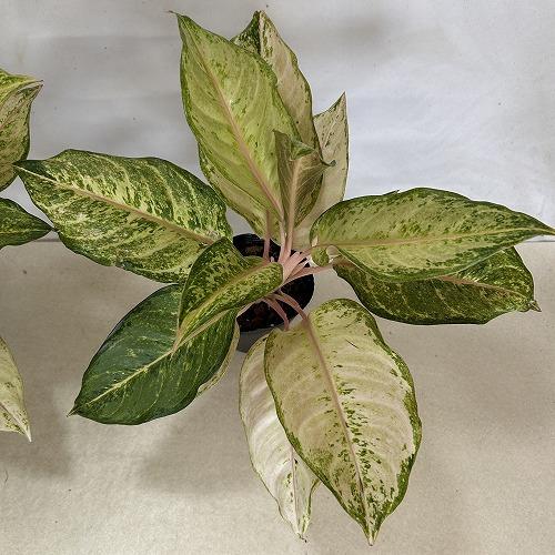 観葉植物 アグラオネマ フローズン 4.5号ポット(個体おまかせ1鉢