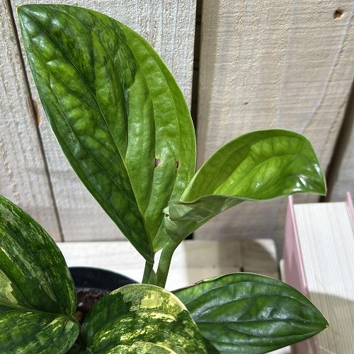 観葉植物 モンステラ シャトルコック 斑入り 4号硬質ポット 個体