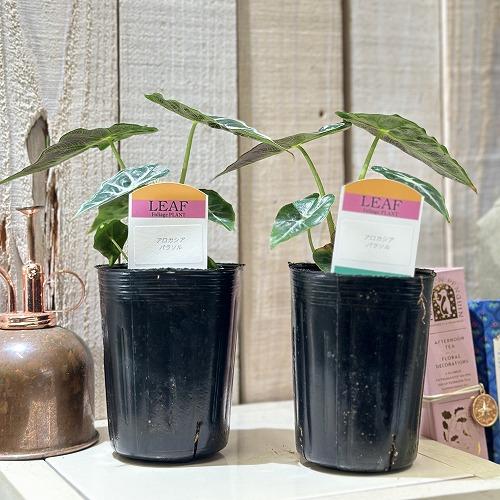 観葉植物　アロカシア パラソル 3号ロングポット(個体おまかせ1鉢)　インテリアグリーン 室内園芸 おしゃれ 可愛い かわいい |  | 02