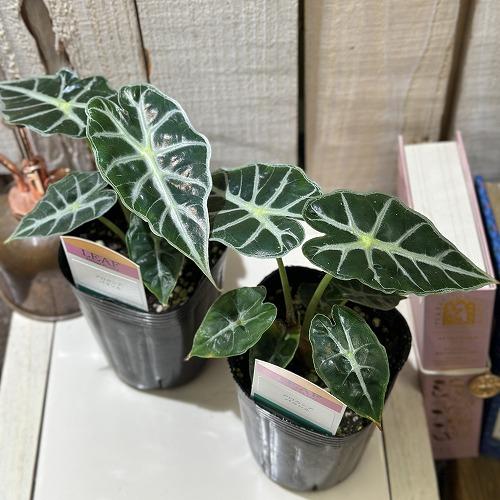 観葉植物　アロカシア パラソル 3号ロングポット(個体おまかせ1鉢)　インテリアグリーン 室内園芸 おしゃれ 可愛い かわいい |  | 03