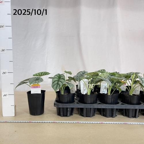 観葉植物　アロカシア パラソル 3号ロングポット(個体おまかせ1鉢)　インテリアグリーン 室内園芸 おしゃれ 可愛い かわいい |  | 04