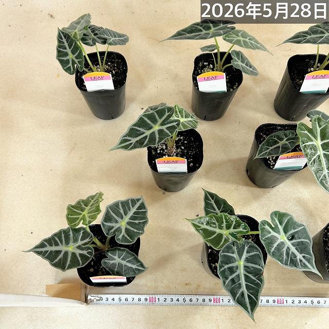 葉傷みあり】アロカシア パラソル 3号ロングポット(個体おまかせ1鉢