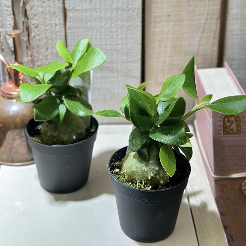 塊根植物 ヒドノフィツム パプアナム 2.5号硬質ポット(個体おまかせ1鉢