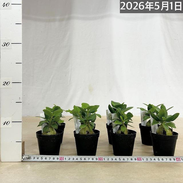 本店｜観葉植物:塊根植物コーデックス の商品一覧 【公式】 タリナム
