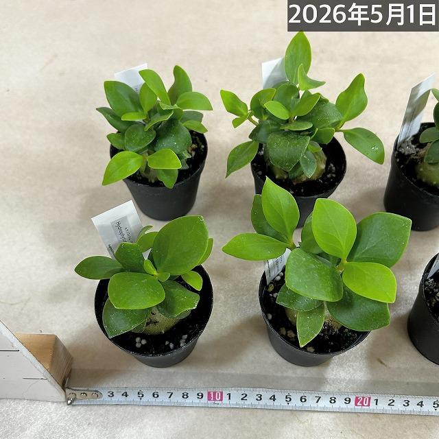 塊根植物 ヒドノフィツム パプアナム 2.5号硬質ポット(個体おまかせ1鉢
