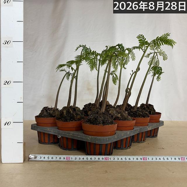 シダ　リュウビンタイ 3号硬質ポット(個体おまかせ1鉢)　インテリアグリーン 室内園芸 おしゃれ 可愛い かわいい |  | 05
