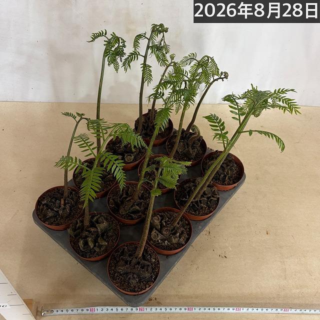シダ　リュウビンタイ 3号硬質ポット(個体おまかせ1鉢)　インテリアグリーン 室内園芸 おしゃれ 可愛い かわいい |  | 06